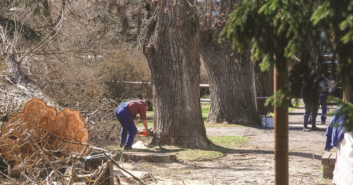Kivágtak négy beteg, közveszélyes nyárfát